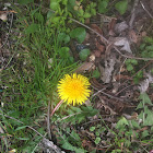 Dandelion