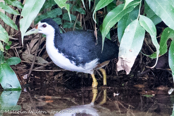 White-breasted Waterhen