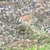 White-Throated Sparrow