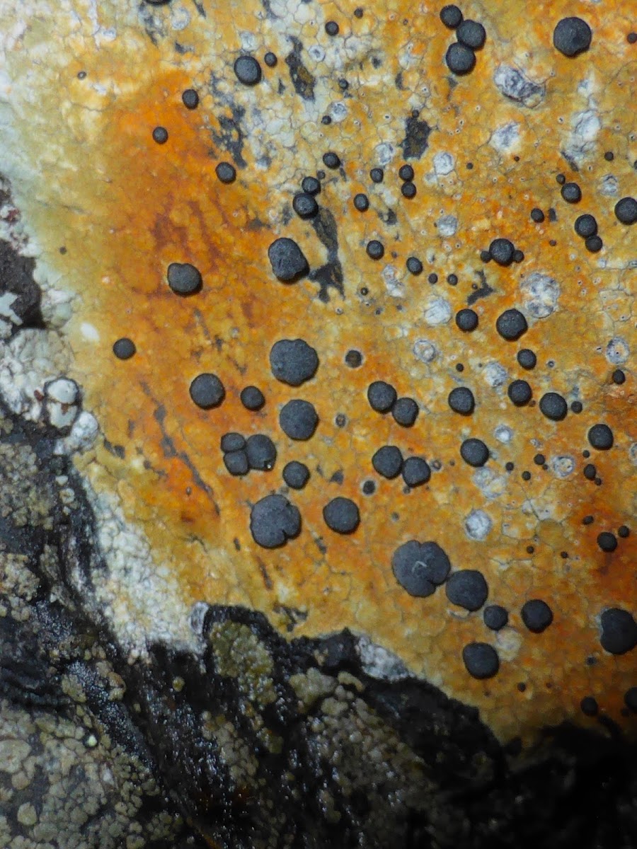 Porpidia Lichen