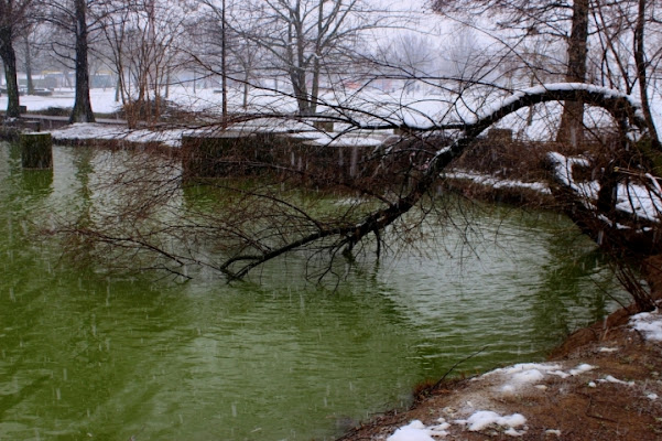 Verso l'acqua. di bereza