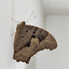 Common Evening Brown