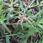 Carolina wolf spider