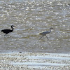 Western reef heron