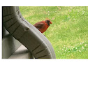 northern cardinal