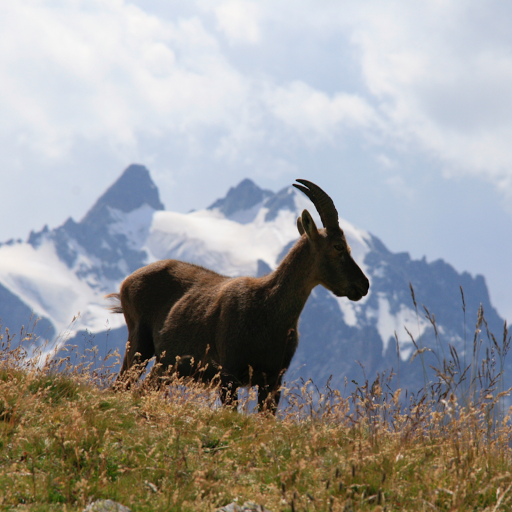 Rencontre avec le Bouquetin