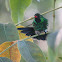 Cozumel Emerald Hummingbird