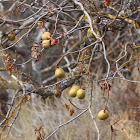 California Buckeye