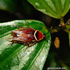 Pale-bordered Field Cockroach