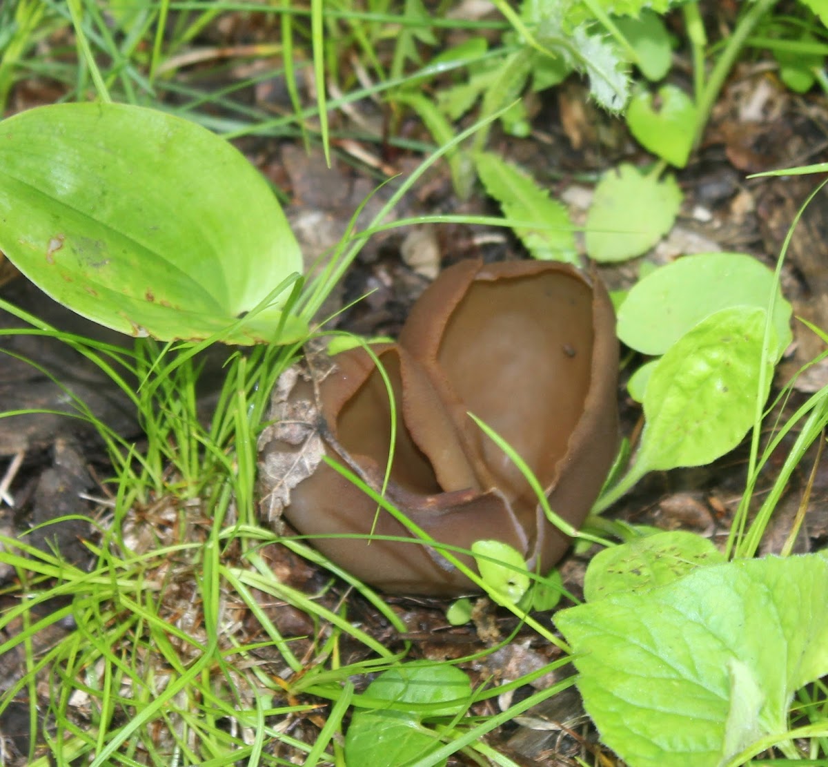 Brown Cup Fungus