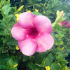 Purple Allamanda