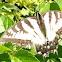 Canadian Tiger Swallowtail Butterfly