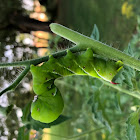 Carolina Sphinx