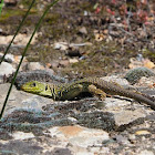 Lagarto ocelado (Ocellated lizard)