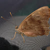 Tawny Emperor