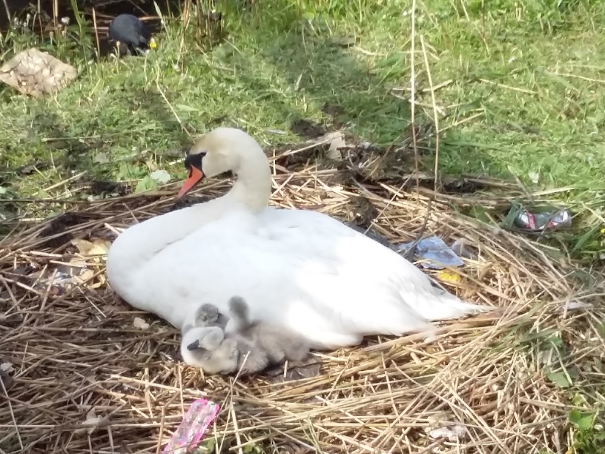 Knobbelzwaan (Mute swan)