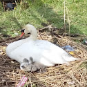 Knobbelzwaan (Mute swan)