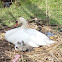 Knobbelzwaan (Mute swan)