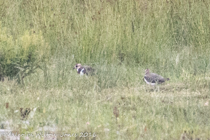 Lapwing