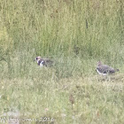 Lapwing