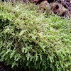 Hanging wing moss