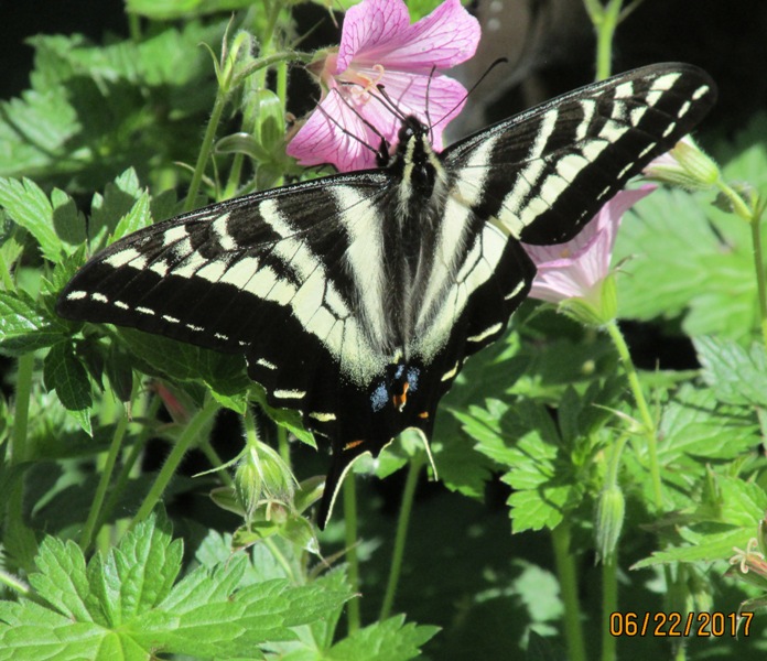 Western tiger swallowtail?