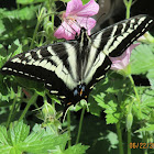 Western tiger swallowtail?