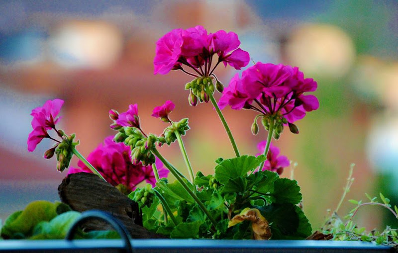 Colori di Primavera di martyolda