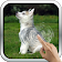 Cute Husky Puppy Live Wallpaper icon