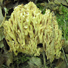 Unknown Coral Fungus