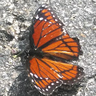 Monarch butterfly