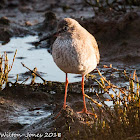 Redshank