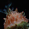 Batangas Nudibranch