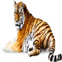 Beautiful Tiger Theme Chrome extension download