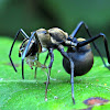 Giant Ant Mimicking Spider