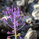 Tassel Grape Hyacinth