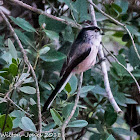 Long-tailed Tit; Mito