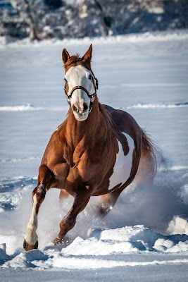 Cavallo di thomas_gutschi