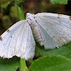 White-pinion Spotted Moth