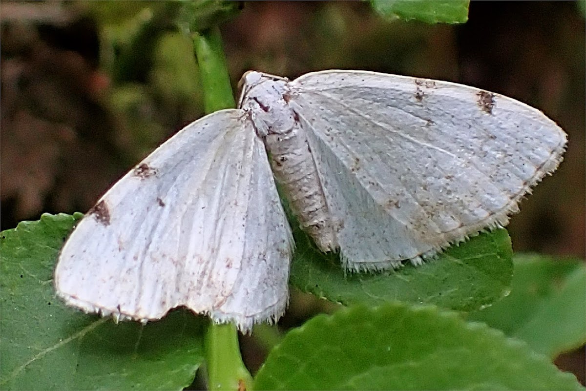 White-pinion Spotted Moth