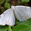 White-pinion Spotted Moth