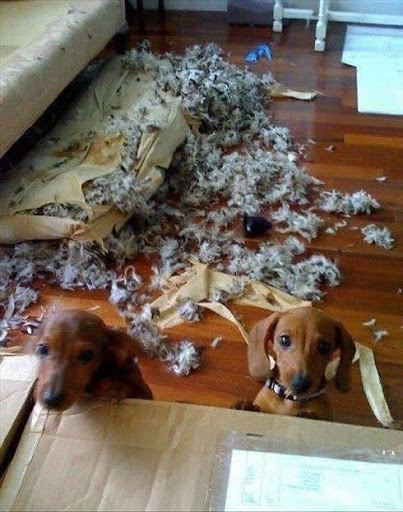 Cái mặt kiểu như ngây thơ , không biết chuyện gì đang xảy ra kìa.