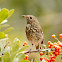 Hermit Thrush