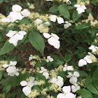 Climbing Hydrangea