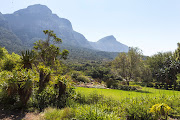 Kirstenbosch is the most beautiful garden in the world attached to its own magical mountain, says Normington. 