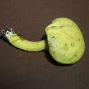 Powdery Sulfur Bolete/ Ravenel's Bolete