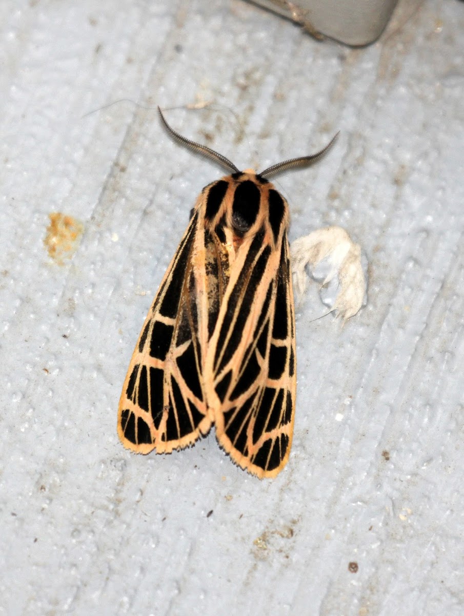 Parthenice Tiger Moth