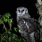 Eagle-Owls  -  Verreaux's Eagle-Owl