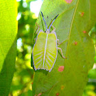 Nymph of Giant Shield Bug