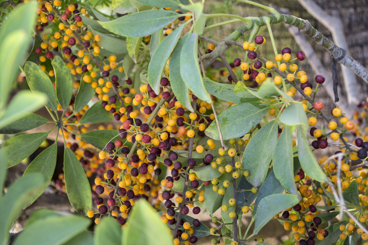 Dwarf Umbrella Tree